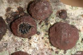 Attēlu rezultāti vaicājumam “Hypoxylon fuscum”