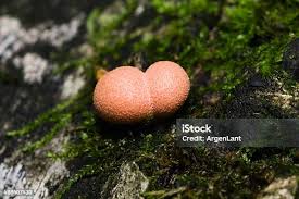 Attēlu rezultāti vaicājumam “Lycogala cf. oleocrystalliferum sessile”