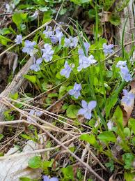 Attēlu rezultāti vaicājumam “Viola canina flower”