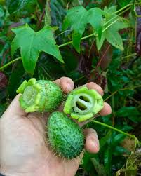 Attēlu rezultāti vaicājumam “Echinocystis lobata fruit”