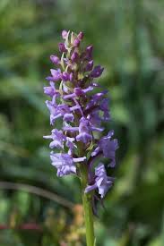 Attēlu rezultāti vaicājumam “Gymnadenia conopsea flower”