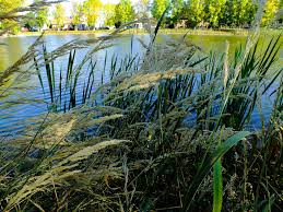 Attēlu rezultāti vaicājumam “Calamagrostis purpurea flower”