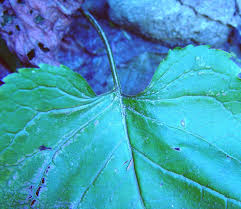 Attēlu rezultāti vaicājumam “Oenothera rubricauli leaf”
