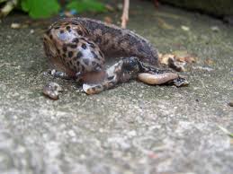 Attēlu rezultāti vaicājumam “Limax maximus”