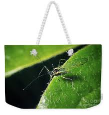 Attēlu rezultāti vaicājumam “Aphididae”