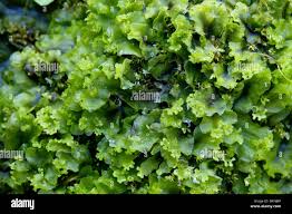 Attēlu rezultāti vaicājumam “Pellia endiviifolia sporophyte”