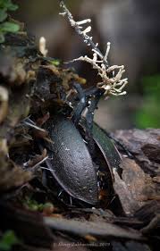 Attēlu rezultāti vaicājumam “Rhynocoris annulatus imago”