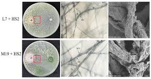 Attēlu rezultāti vaicājumam “Trichia flavicoma spores”
