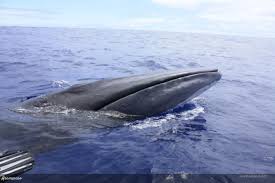 Image result for Balaenoptera borealis