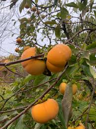 Attēlu rezultāti vaicājumam “Poa angustifolia fruit”