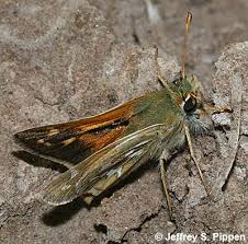 Attēlu rezultāti vaicājumam “Hesperia comma male”