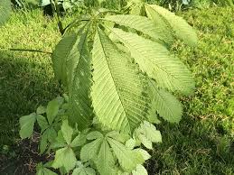 Attēlu rezultāti vaicājumam “Aesculus hippocastanum leaf”