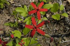 Attēlu rezultāti vaicājumam “Silene viscaria fruit”