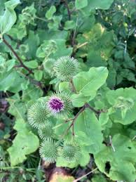 Attēlu rezultāti vaicājumam “Arctium lappa leaf”