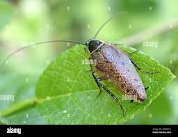 Attēlu rezultāti vaicājumam “Ectobius sylvestris male”