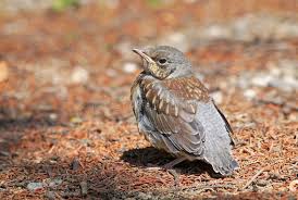 Attēlu rezultāti vaicājumam “Turdus pilaris juvenile”