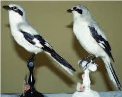 Attēlu rezultāti vaicājumam “Lanius excubitor”