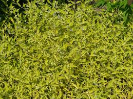 Attēlu rezultāti vaicājumam “Barbula”