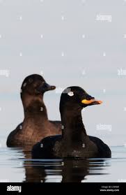 Attēlu rezultāti vaicājumam “Melanitta fusca”