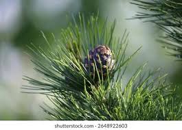 Attēlu rezultāti vaicājumam “Pinus sibirica”