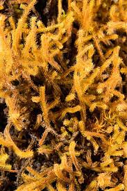 Attēlu rezultāti vaicājumam “Neckera complanata sporophyte”