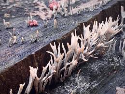 Attēlu rezultāti vaicājumam “Hypoxylon vogesiacum”