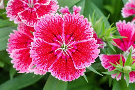 Image result for Dianthus