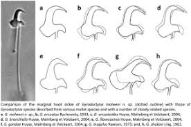 Image result for Chelon richardsonii