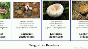 Attēlu rezultāti vaicājumam “Peniophora laurentii”