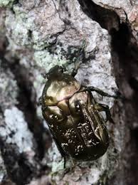 Attēlu rezultāti vaicājumam “Liocola lugubris”