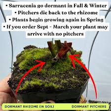 Attēlu rezultāti vaicājumam “Diachea muscorum stalked”