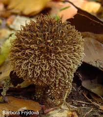 Attēlu rezultāti vaicājumam “Lycoperdon echinatum”