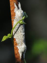 Attēlu rezultāti vaicājumam “Cerura vinula larva”