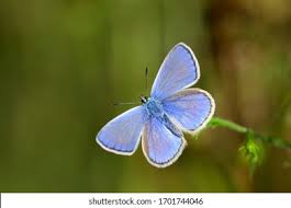 Attēlu rezultāti vaicājumam “Polyommatinae”