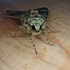 Attēlu rezultāti vaicājumam “Anaplectoides prasina”