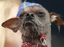 Image result for ugliest dog