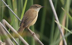 Image result for Acrocephalus agricola