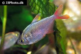 Attēlu rezultāti vaicājumam “Bilimbia tetramera”