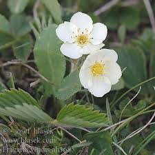 Attēlu rezultāti vaicājumam “Fragaria viridis”