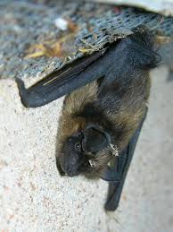 Attēlu rezultāti vaicājumam “Eptesicus nilssonii”