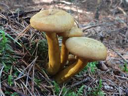 Attēlu rezultāti vaicājumam “Tricholomopsis decora”