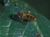 Attēlu rezultāti vaicājumam “Epiphragma ocellare”