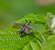 Attēlu rezultāti vaicājumam “Agapanthia villosoviridescens”