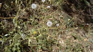 Attēlu rezultāti vaicājumam “Senecio viscosus fruit”