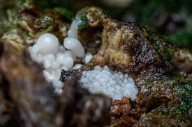 Attēlu rezultāti vaicājumam “Heterotrichia obvelata (syn. Arcyria obvelata) young”