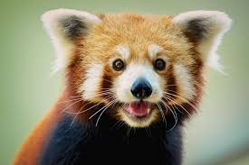 Image result for pandas