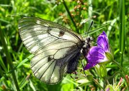 Attēlu rezultāti vaicājumam “Parnassius mnemosyne underside”