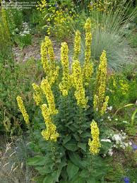 Attēlu rezultāti vaicājumam “Verbascum nigrum leaf”