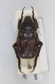 Attēlu rezultāti vaicājumam “Hoplia parvula”