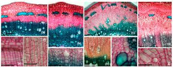Attēlu rezultāti vaicājumam “Lasioptera rubi larva”